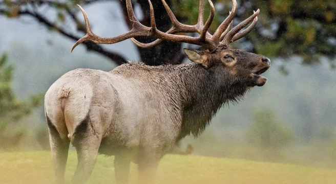 Hunting